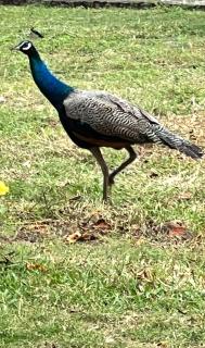 Turtlepoint Luxe Villa - 1