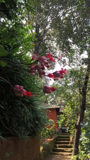 JUNGLE VALLEY AYURVEDIC SPa RESORT - Meppādi - 1