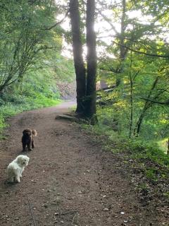 Brittany Countryside Retreat 3 Bedrooms Sleeps 6 Pet Friendly Heated Swimming Pool Free Wifi - 9