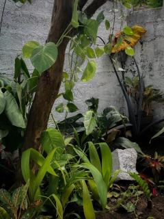 Villa Turtle - Galle - 2