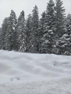 Forest View Residence - Borovets - 1