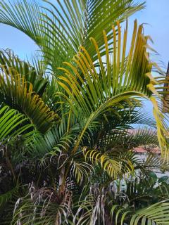 KAN'DLO - Le Morne Rouge - 6