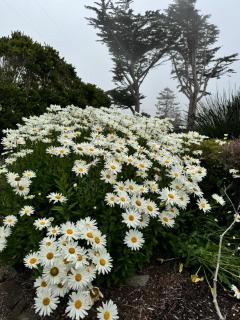 Pacific Bliss - 8