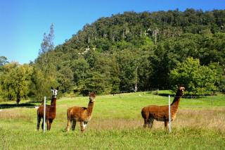 The Heavens Mountain Escape - Kangaroo Valley - 9