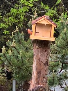 Sommerhus i Rødhus Blokhus - Pandrup - 7