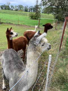 Gelbes Haus Seenland Ferienwohnungen XL - 5
