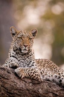 Topi Tours - Namulanda - 4