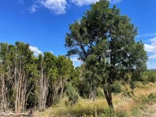 Cabañas Aurora Castro Quilquico Chiloé - 7