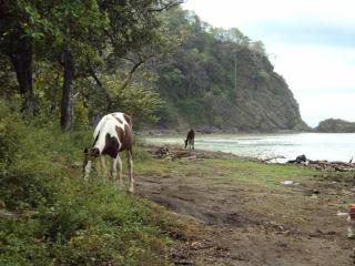 Treehouse amazing place - Nicoya - 3