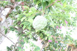 Sweetsop Jamaica Villa and Tours - 6