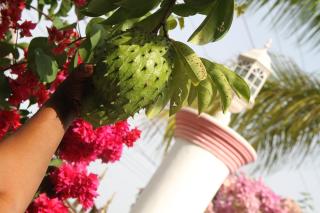 Sweetsop Jamaica Villa and Tours - Montego Bay - 4