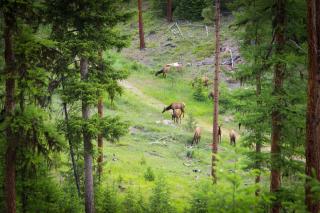 Transforming, Pet-friendly A-frame Cabin w Hot Tub - 8