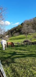 Le Poulain Ranch - Toulouse-le-Château - 2