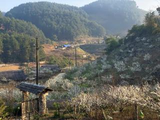 HUA TẠT HMONG Retreat - - 5