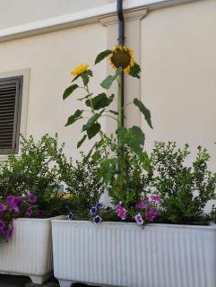 Residenza Degli Dei - Tropea - 9