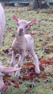 Maison campagne - Percy - 0