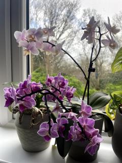 Bright Pearl in Weston - A Sanctuary - 1