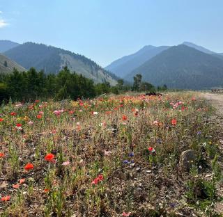 Gorgeous Wild Buffalo Tipi Near West Yellowstone - Cliff Lake - 1