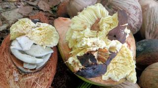 YenKarom Guest House - 8