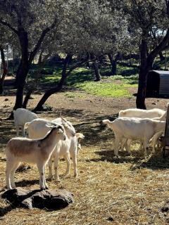 Casa de campo, Antequera - Antequera - 6