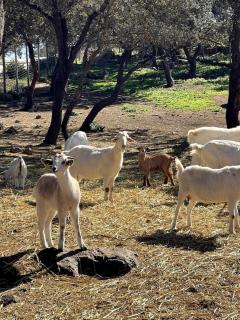 Casa de campo, Antequera - Antequera - 9