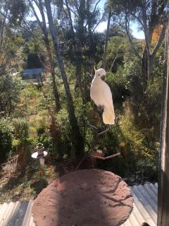 Bird Haven Central Castlemaine - Castlemaine - 8