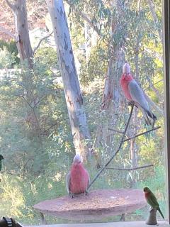 Bird Haven Central Castlemaine - Castlemaine - 9