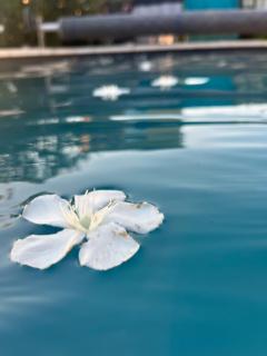Sasha'blue-terrasse jardin-park-clim-piscine - LʼIsle-sur-la-Sorgue - 6