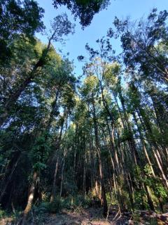 Ayün Lodge - Pucón - 4