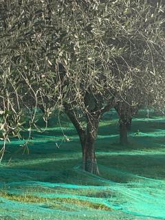 Paradise in olives grove - Grasse - 6