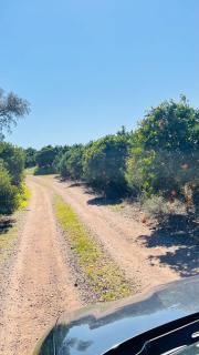 Olive Villa - Alcantarilha - 2