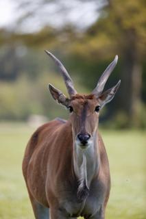 Knuthenborg Safaripark - 1