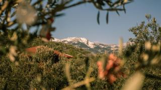 Oli Kazdağları - 1