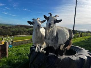 2 bedroom holiday home in the heart of west wales - 9