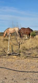 Les oliviers - Puerto Madryn - 8