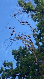 Rancho Coqueiros#Amor e Paz - 2