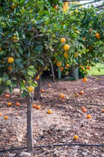 Kirshner Farm - Bethlehem - 4