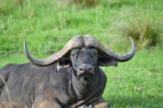 Masungulo Lodge - Modimolle - 8