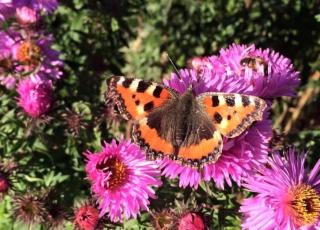 Cozy cottage with hiking trails just around the corner - 5