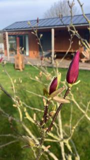 Bungalow Lupine | 4 personen - Vakantiepark De Kremmer - 1