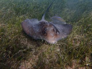 apt bonker - Culebra - 8