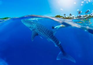 Bhoga Holbox Boutique Hotel - Isola Holbox - 5