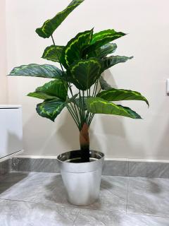 Vees Petite Home - 4