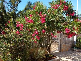 Apartments with a parking space Rudina, Hvar - 23777 - Stari Grad - 4