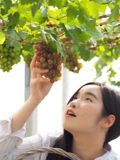 DHome and Gardens - Phibun Mangsahan - 4