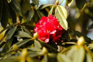 Entire property in Mukteshwar - 2