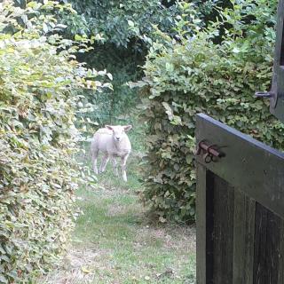 Groepswoning in hart van Zeeland 8 personen VP051 - 4
