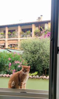 Dolce Lago B&B - San Felice del Benaco - 6