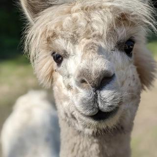 La Bêle & Toile - 1