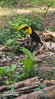 Natural House - Tortuguero - 4